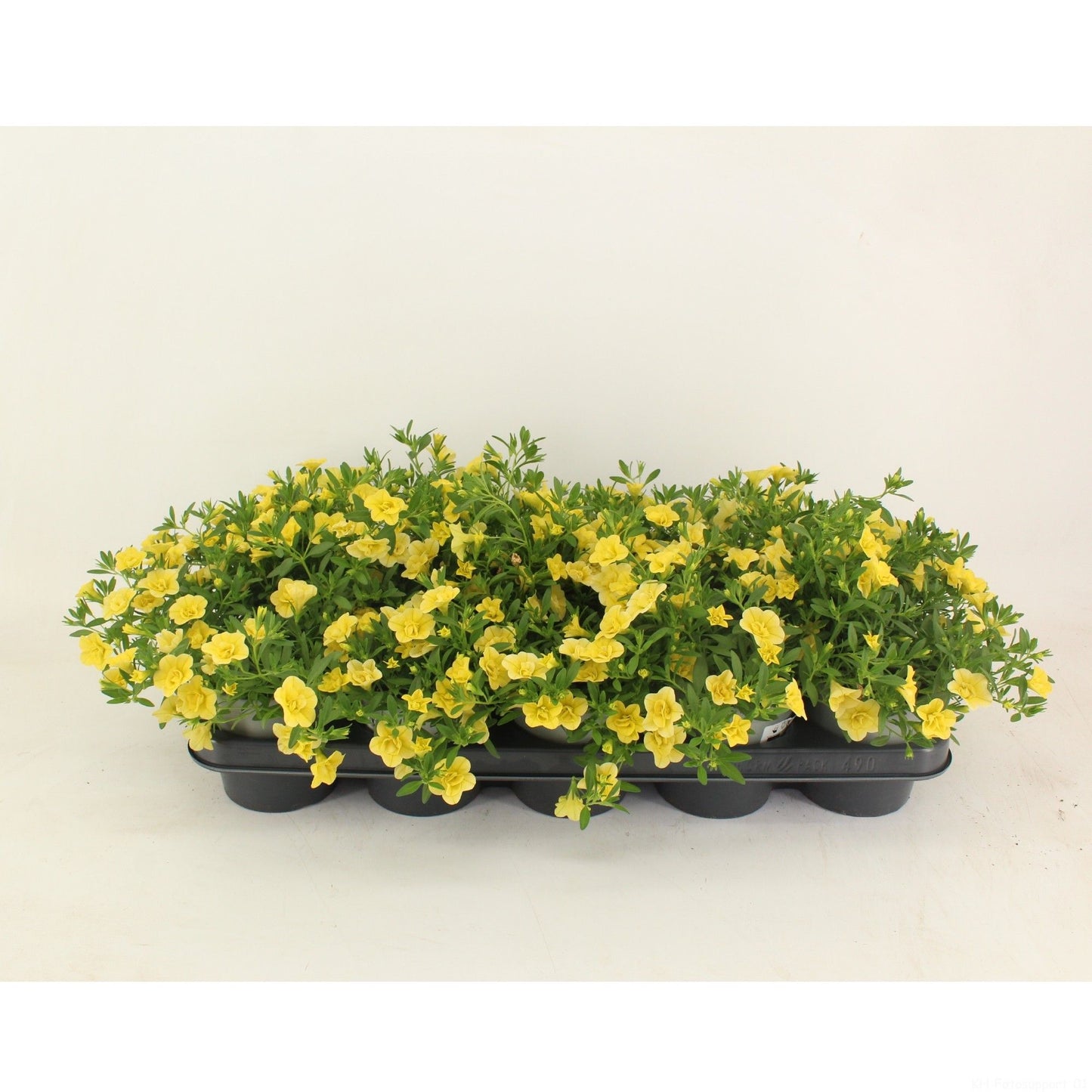 Calibrachoa Callie Double Yellow 22cm 12cm Pot