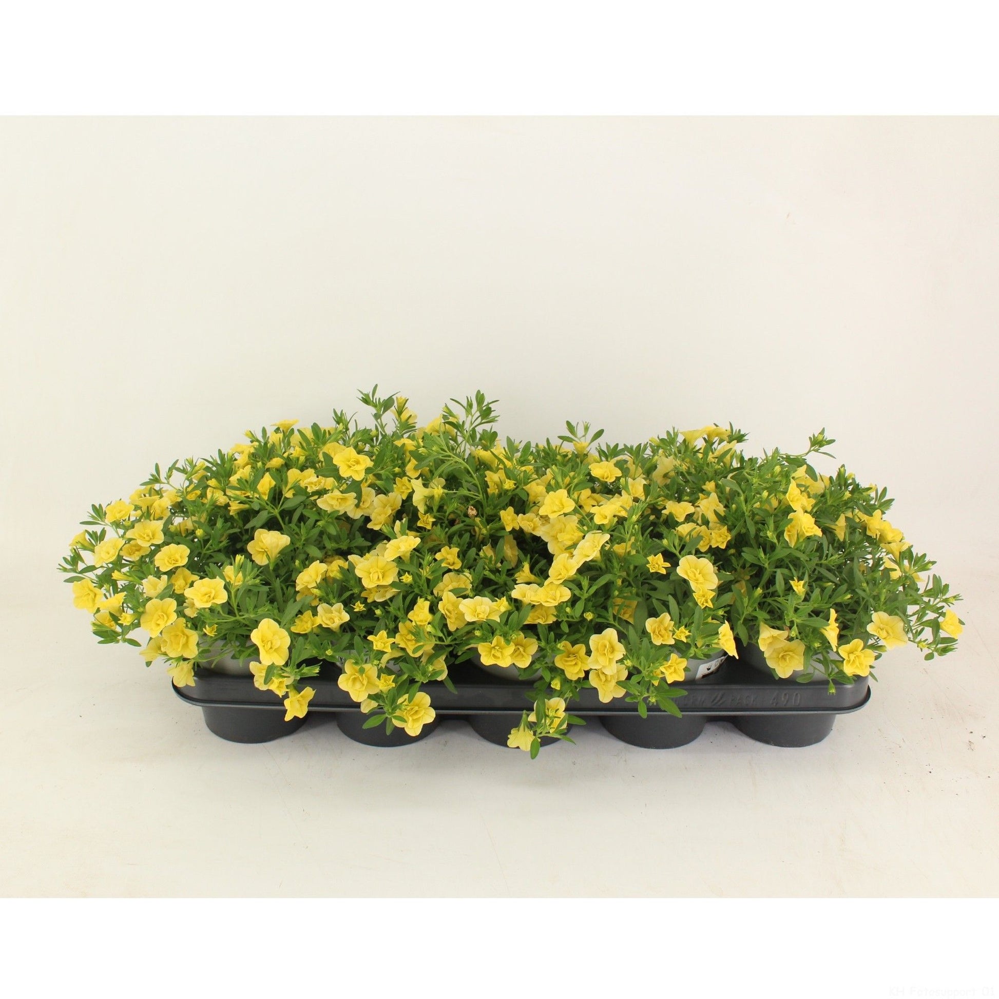 Calibrachoa Callie Double Yellow 22cm 12cm Pot