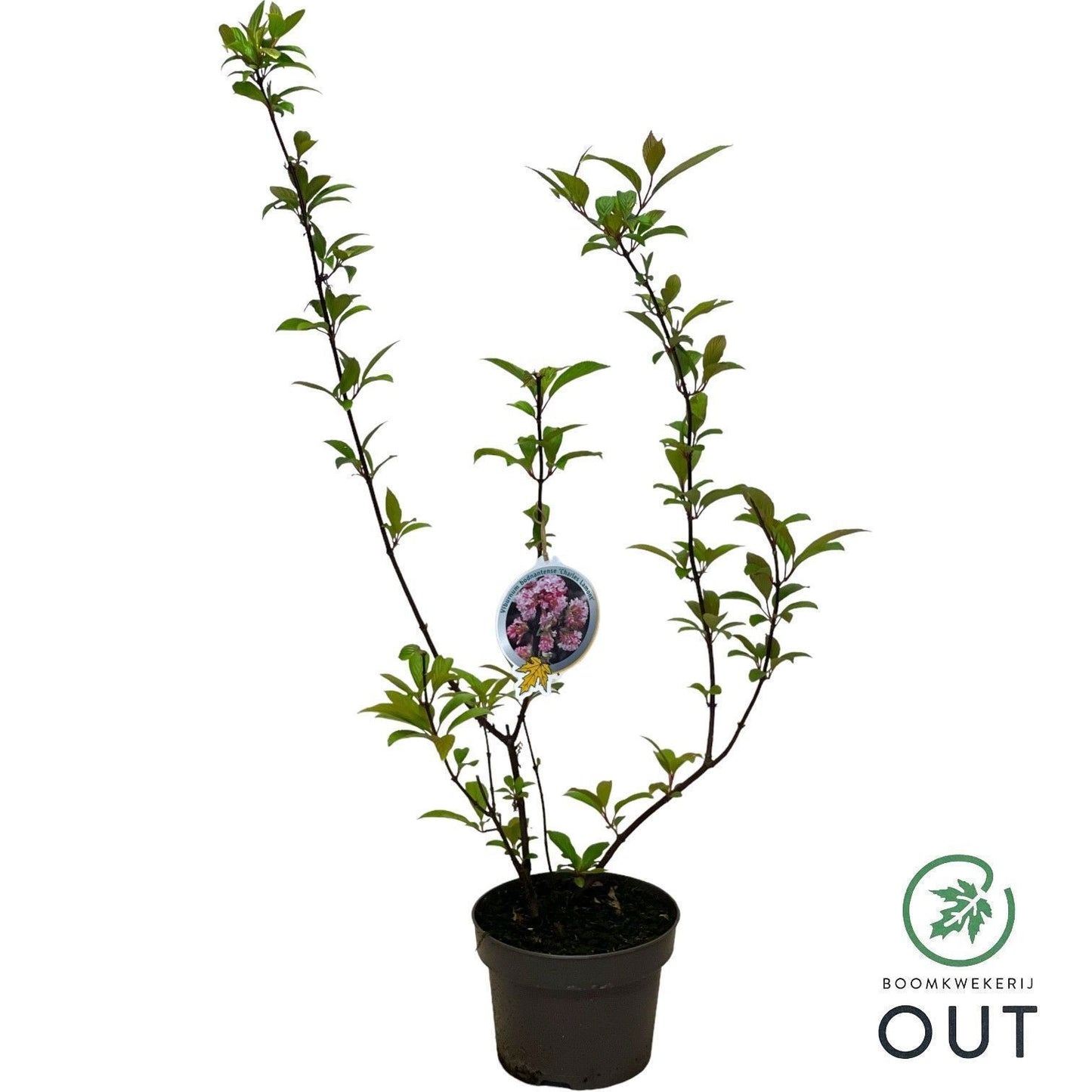 Viburnum bod. Charles Lamont 80cm 23cm Pot