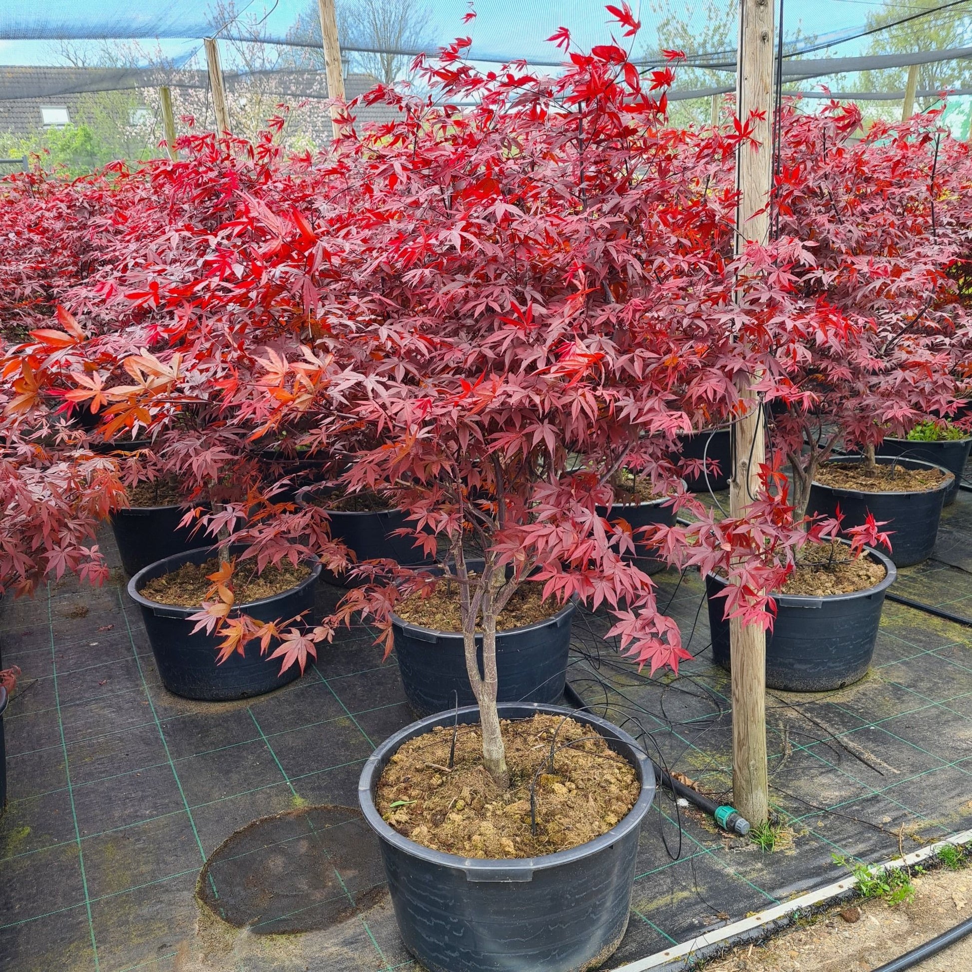 Acer Red Emperor 180cm 59cm Pot