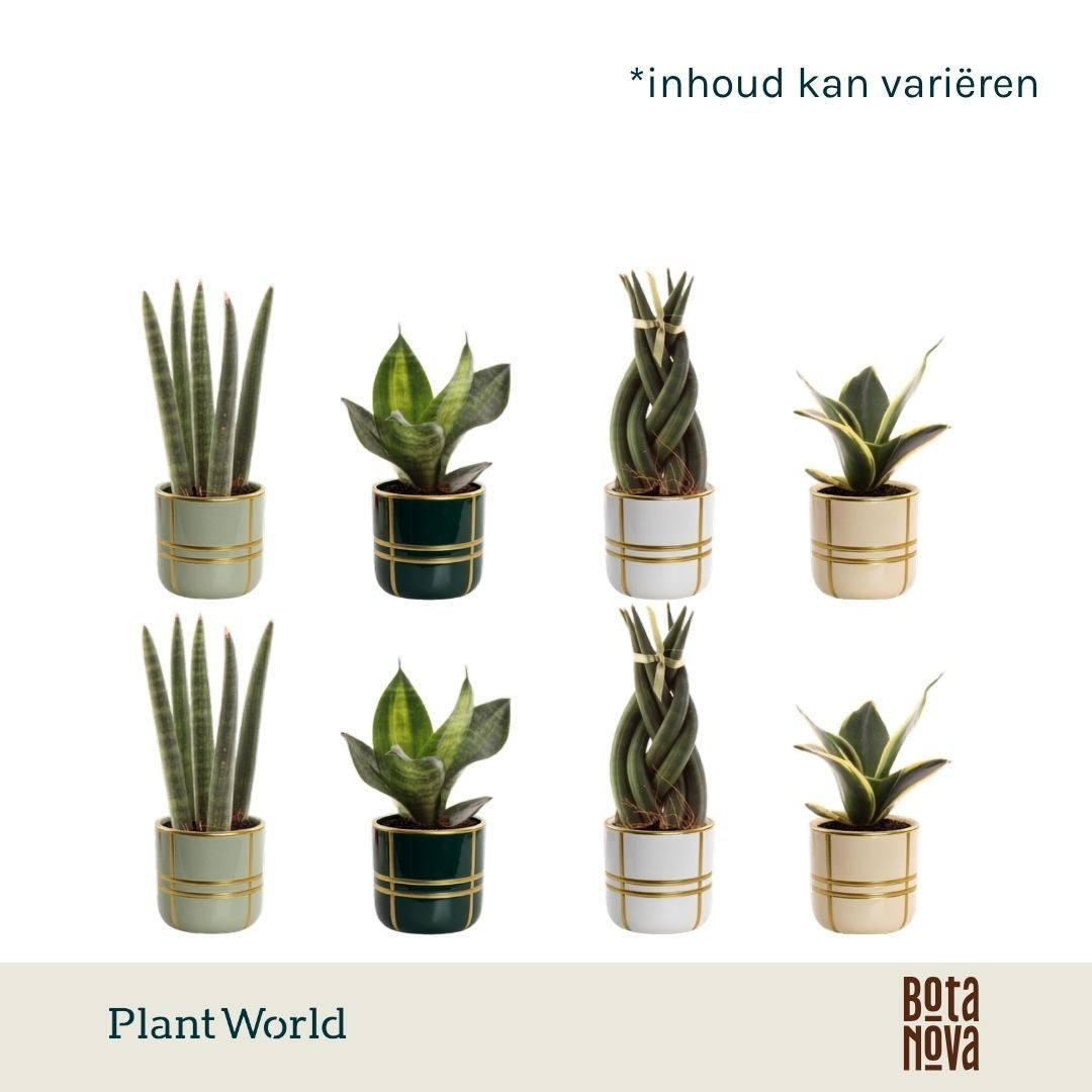 Sansevieria mix 10cm 6cm Pot