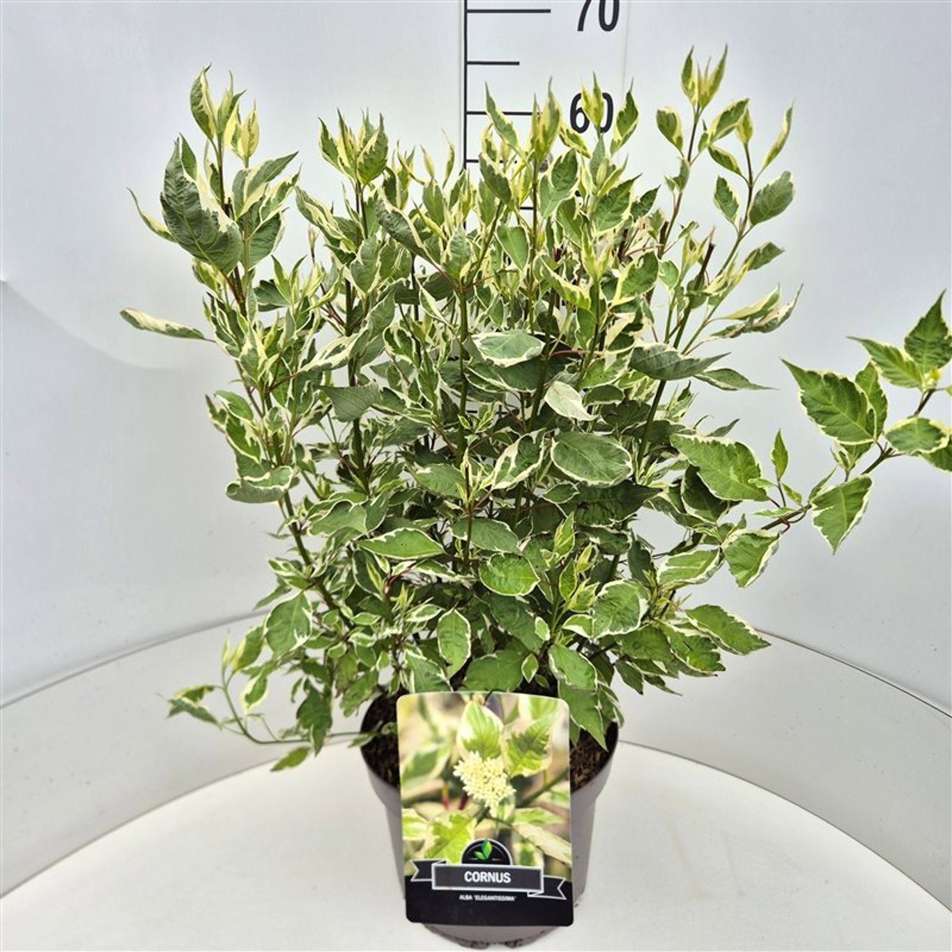 Cornus alba Elegantissima 95cm 28cm Pot