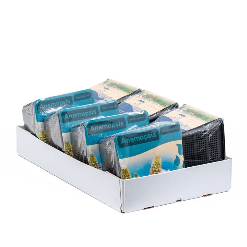 Do-it-yourself box Waterplants Anemopsis 12cm 18cm Pot