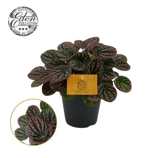 Peperomia caperata 20cm 12cm Pot