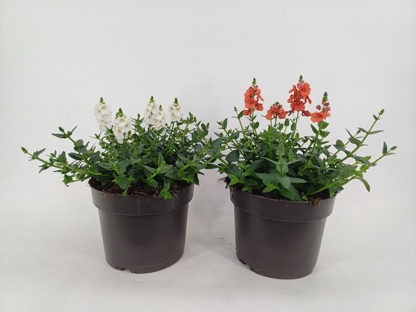 Diascia mix 25cm 17cm Pot