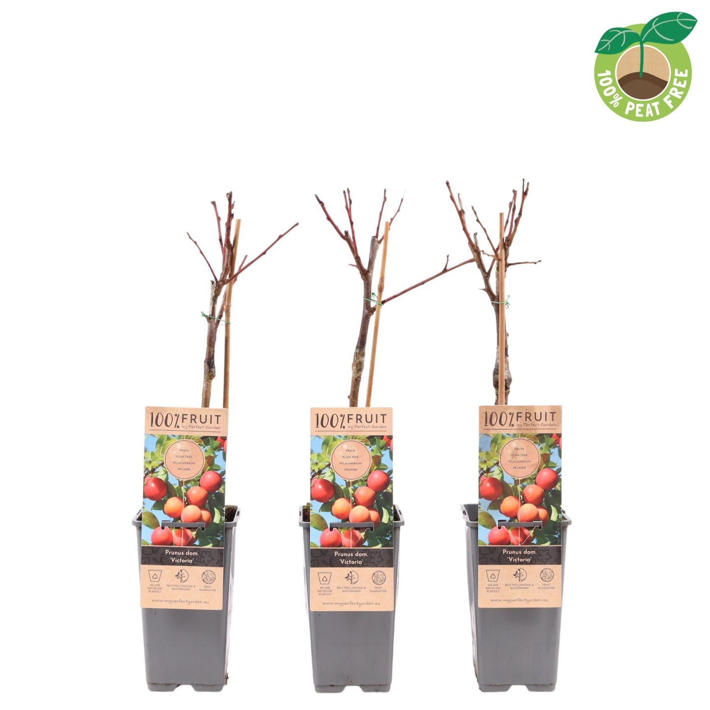 Prunus domestica Victoria 50cm 15cm Pot