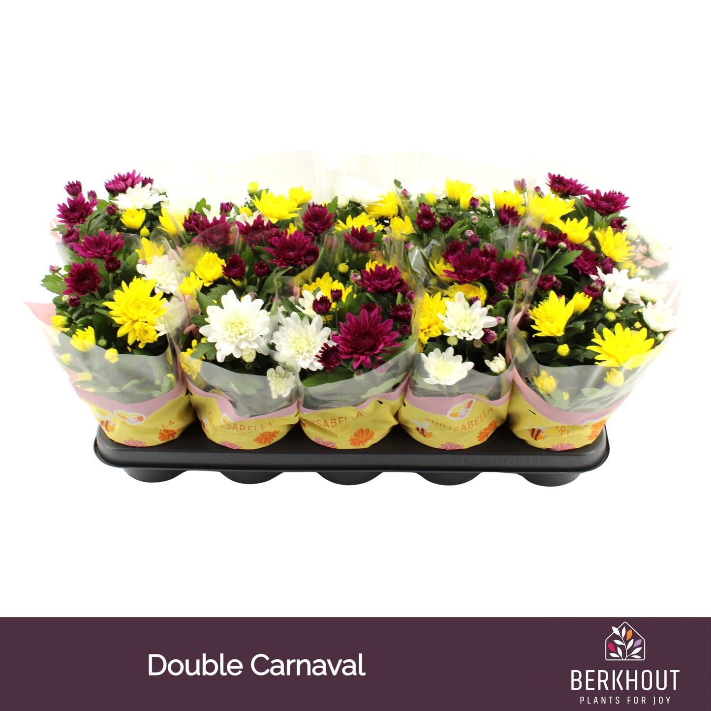 Chrysanthemum double carnaval 26cm 12cm Pot