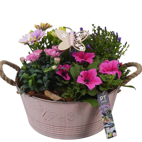 PTPP6803 Arrangementen Perkplanten 28cm 27cm Pot