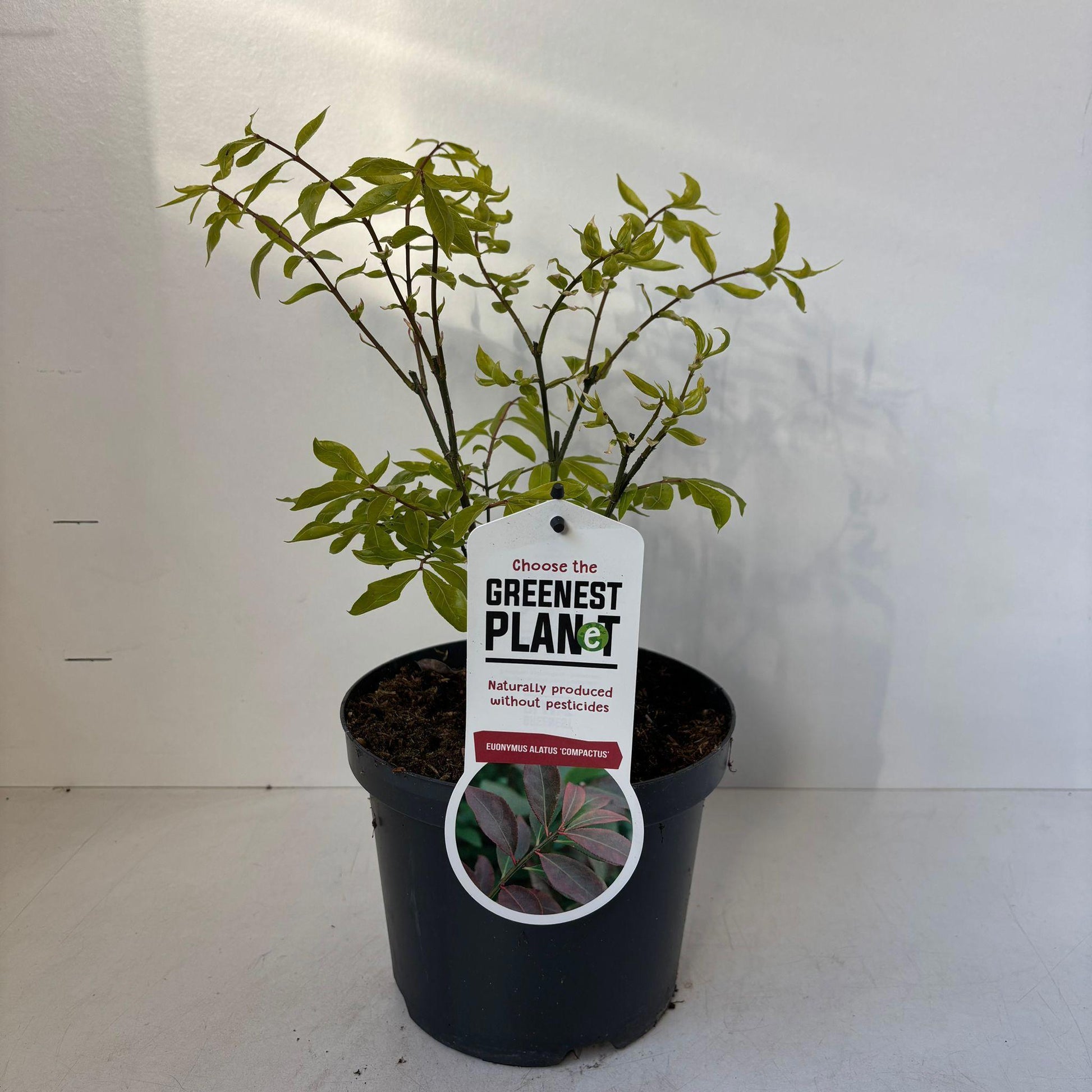 Euonymus ala. Compactus 20cm 19cm Pot