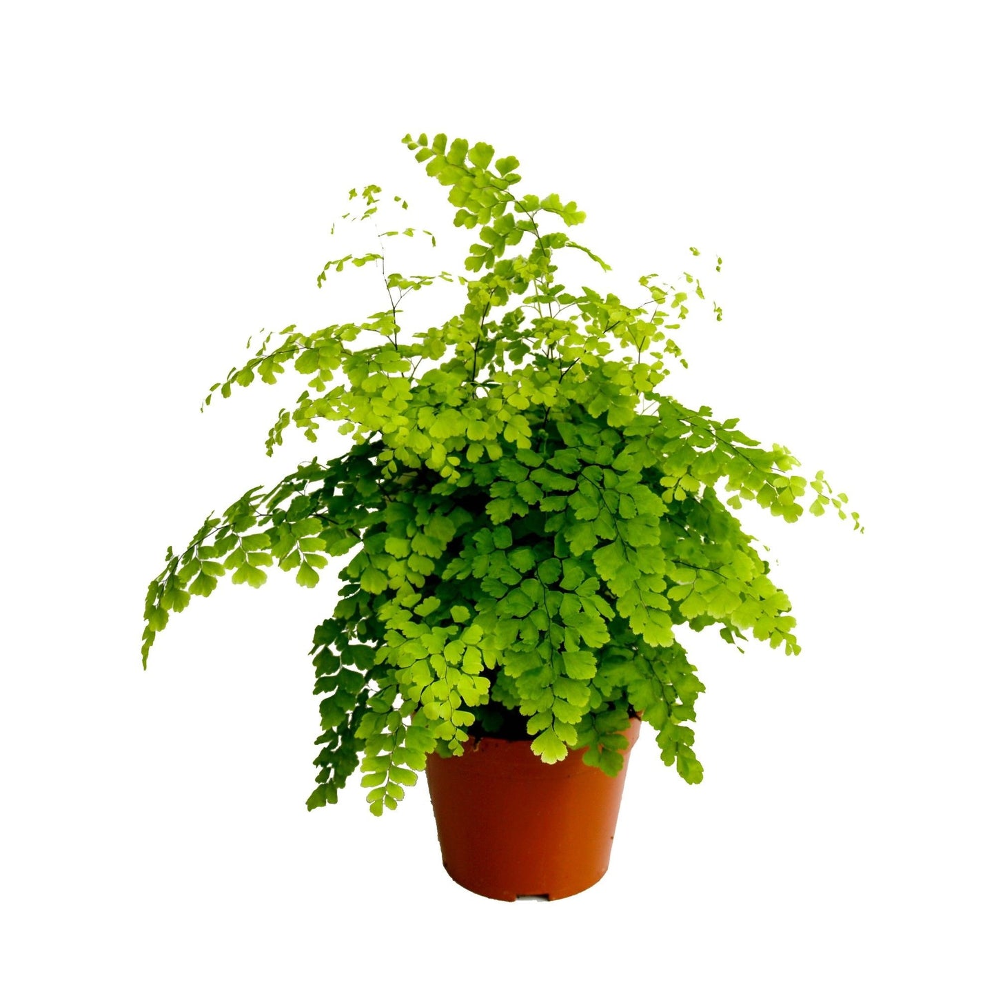 Adiantum Fragrans 35cm 14cm Pot