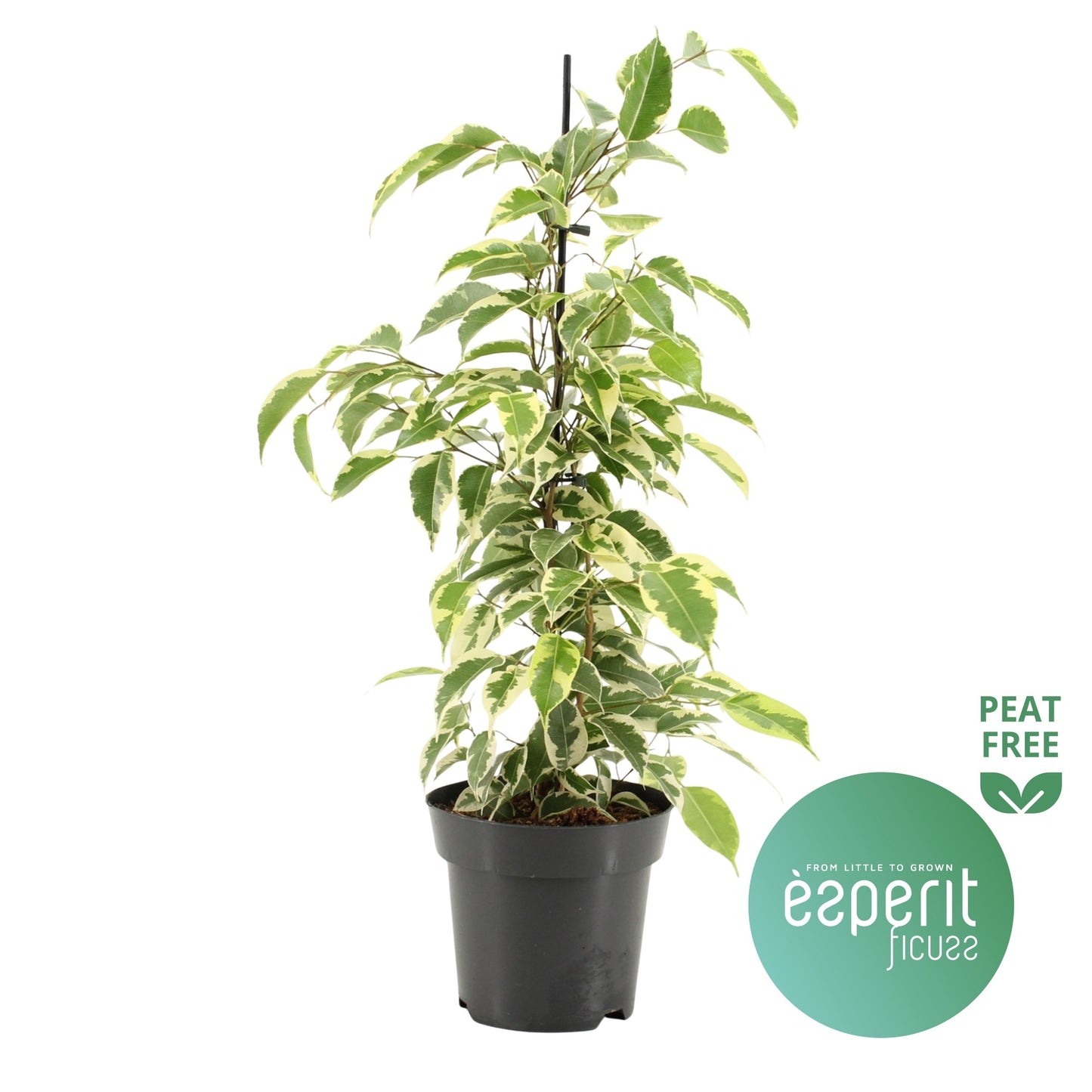 Ficus benj. Samantha 55cm 14cm Pot
