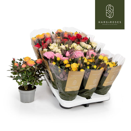 Rosa Kordana Grande mix 25cm 510cm Pot