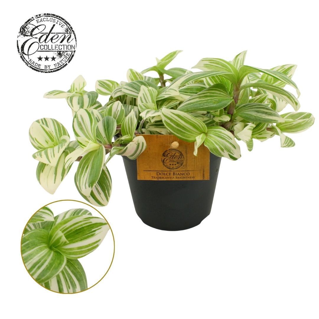 Tradescantia Brightness 20cm 12cm Pot