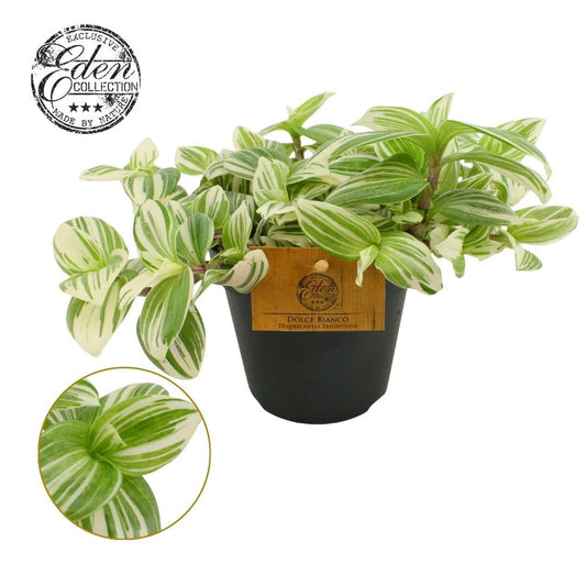 Tradescantia Brightness 20cm 12cm Pot
