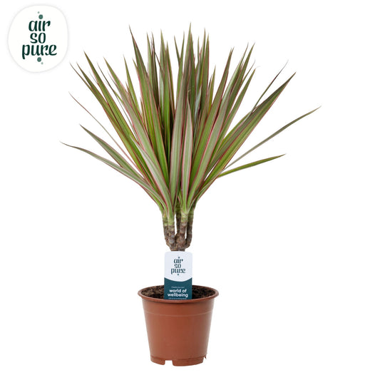 Dracaena Bicolor 45cm 12cm Pot