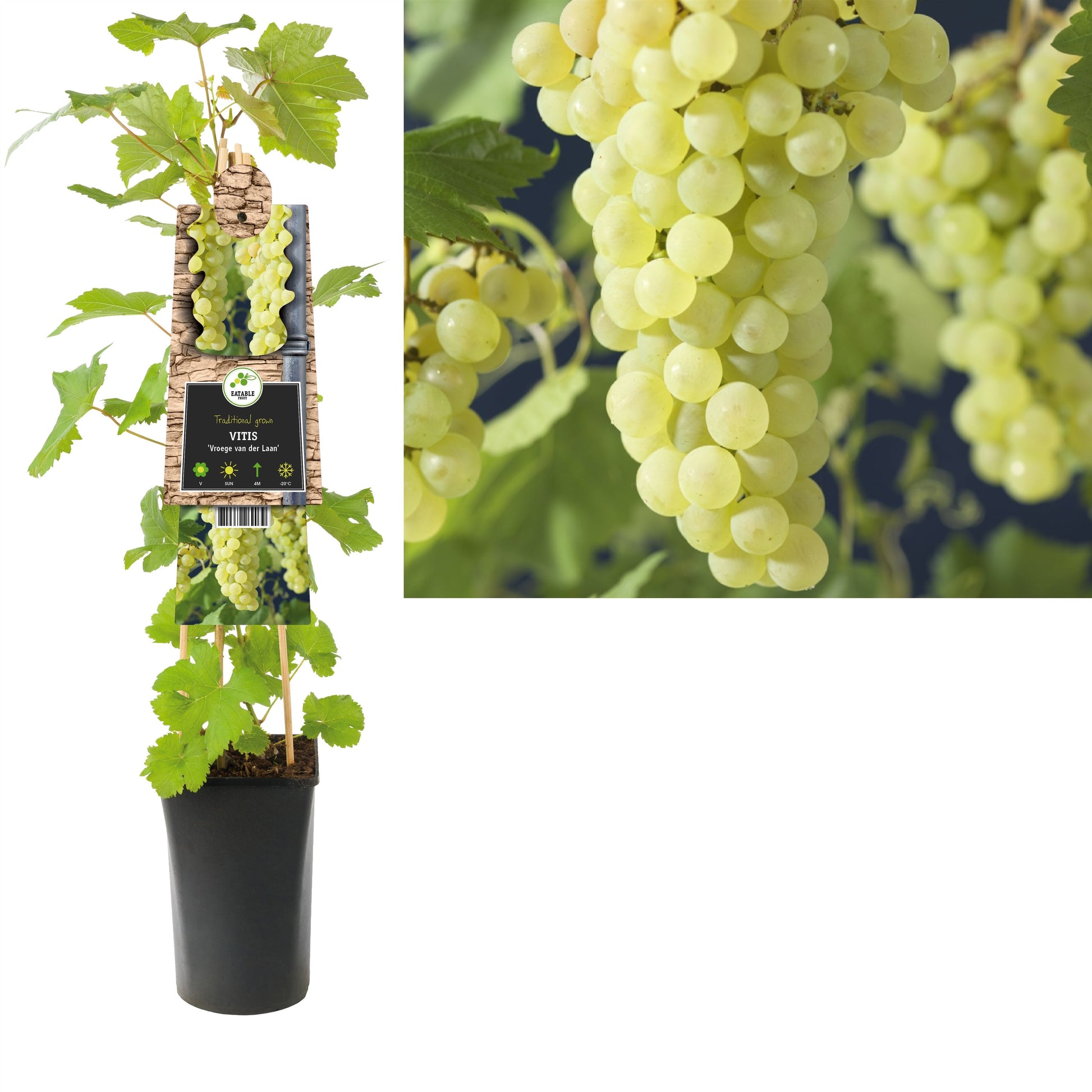 Vitis Vroege van der Laan (Grape) 75cm 17cm Pot