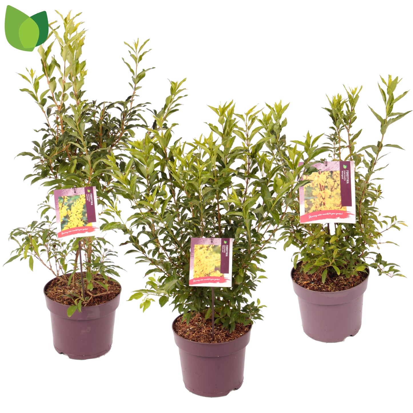 Forsythia intermedia 50cm 26cm Pot