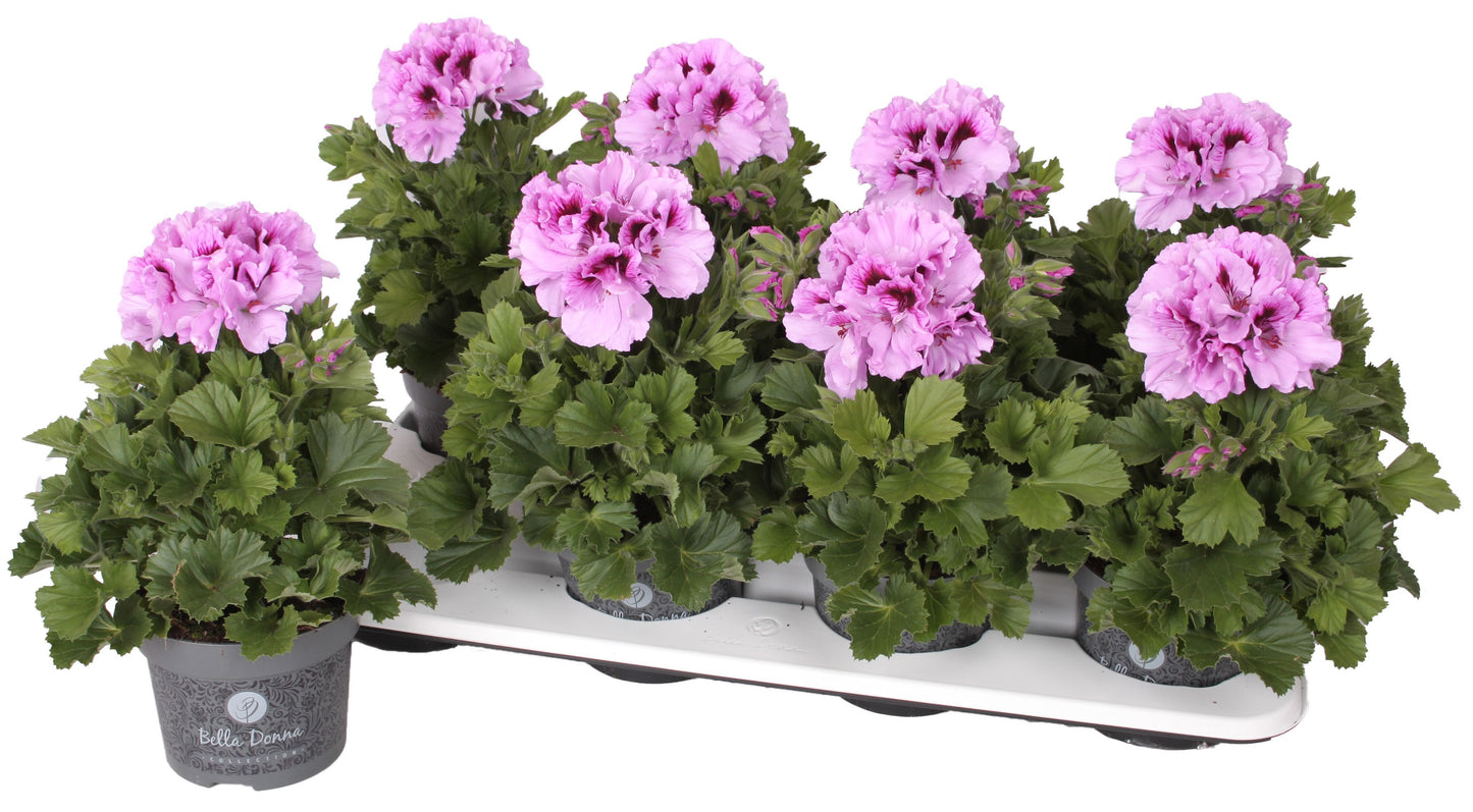 Pelargonium gr. Bella Donna lavendel 28cm 12cm Pot