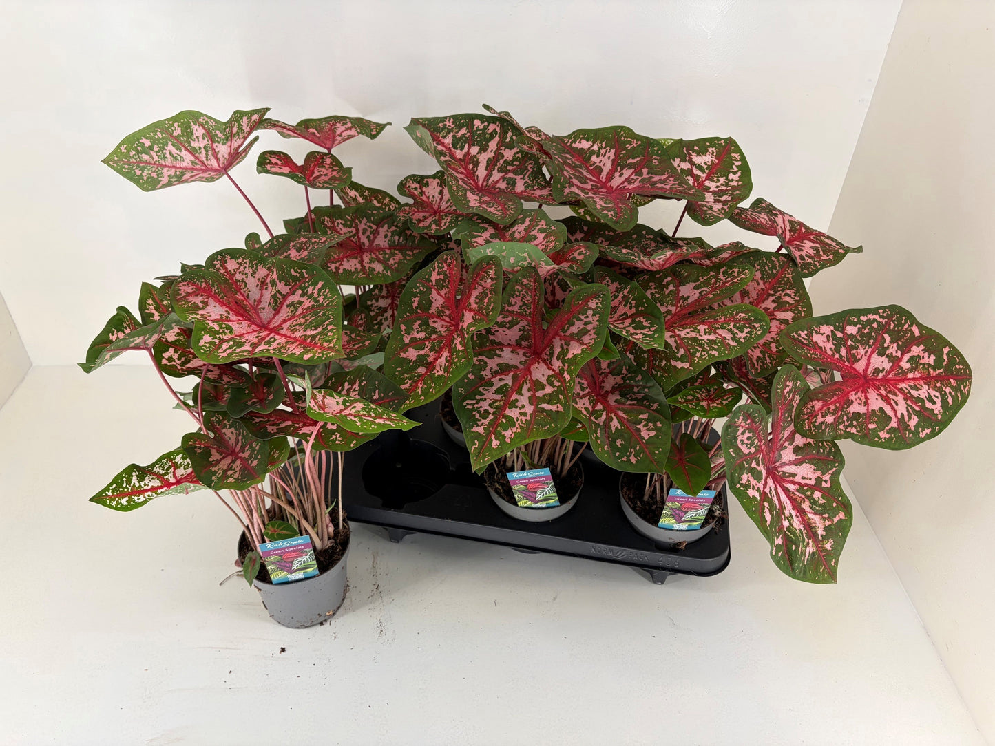 Caladium Carolyn Whorton 37cm 13cm Pot