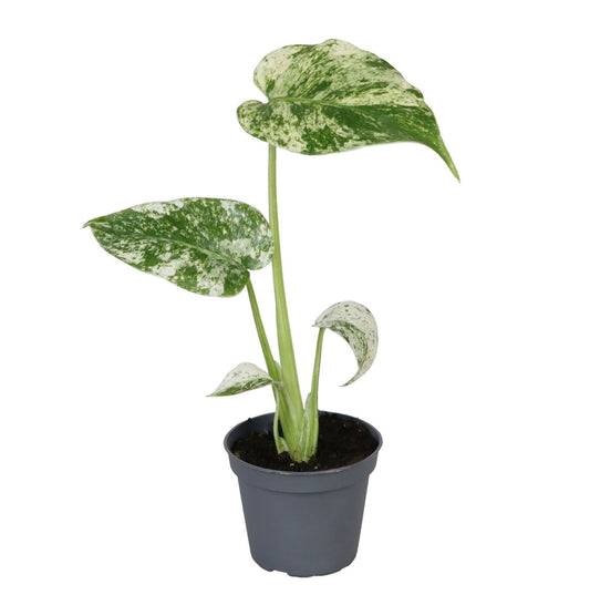 Monstera del. Variegata 18cm 6cm Pot