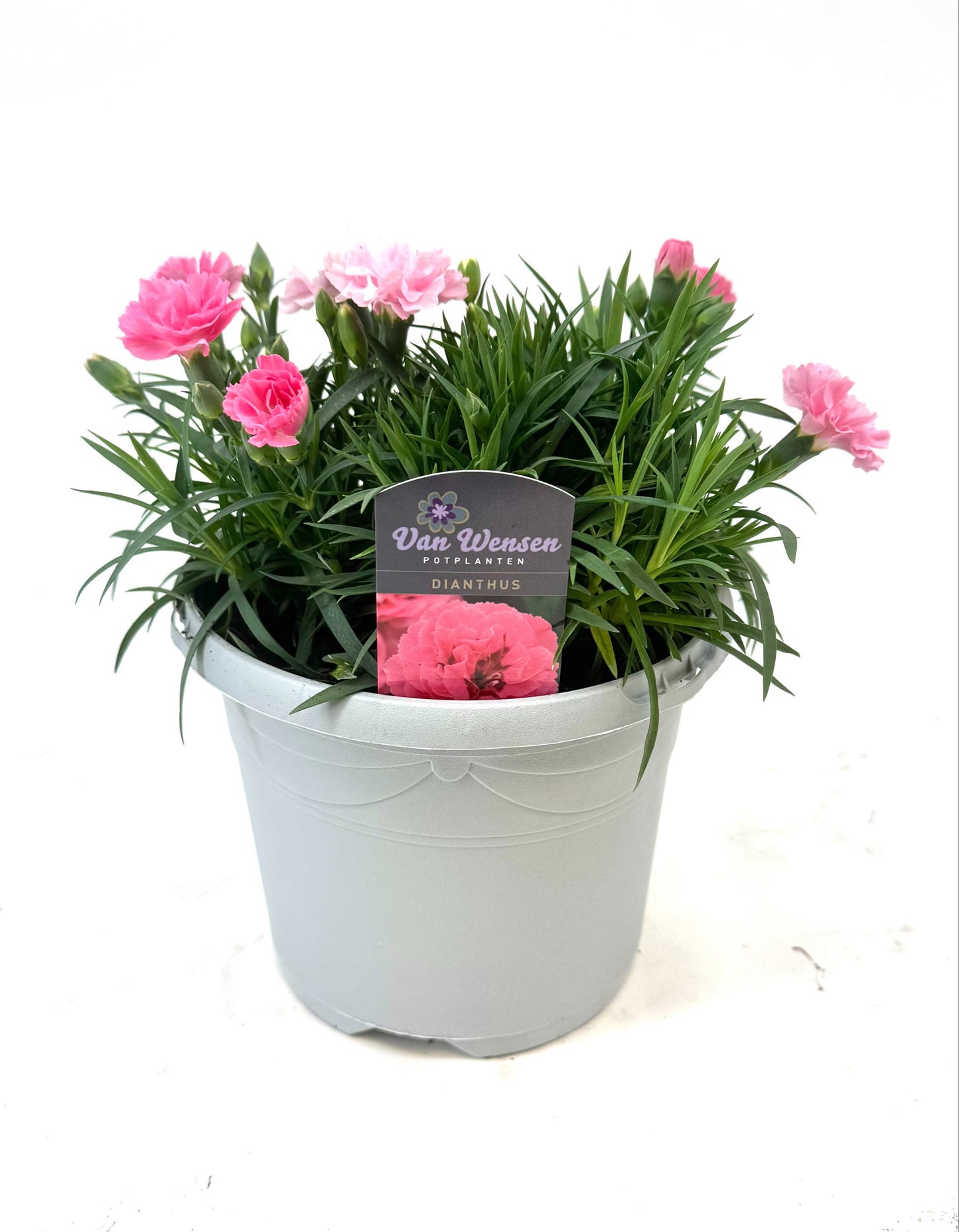 Dianthus I Love U 25cm 17cm Pot
