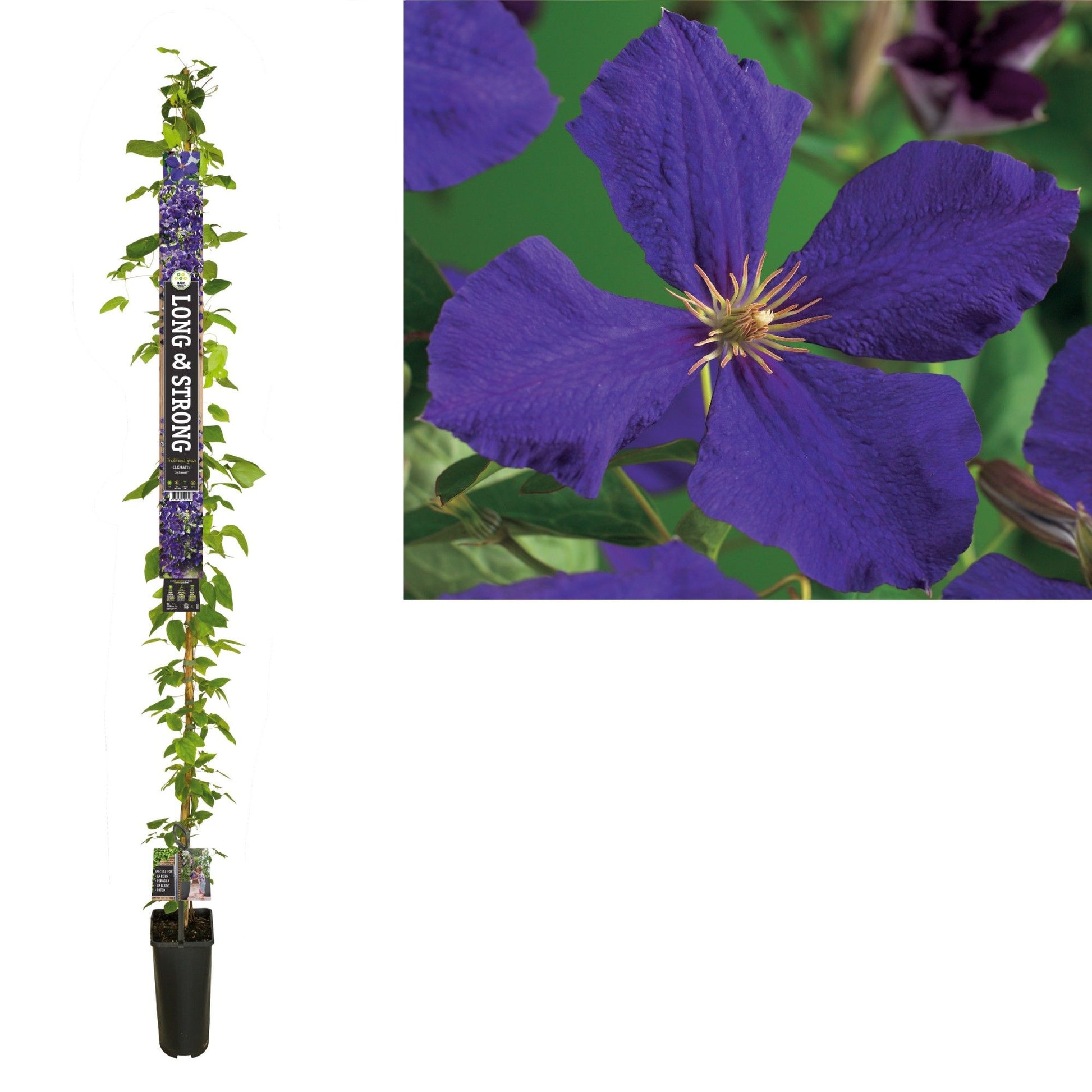 Clematis Jackmanii 210cm 23cm Pot