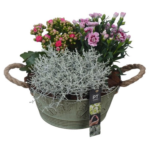 PTSO6007 Arrangementen Tuinplanten 26cm 23cm Pot