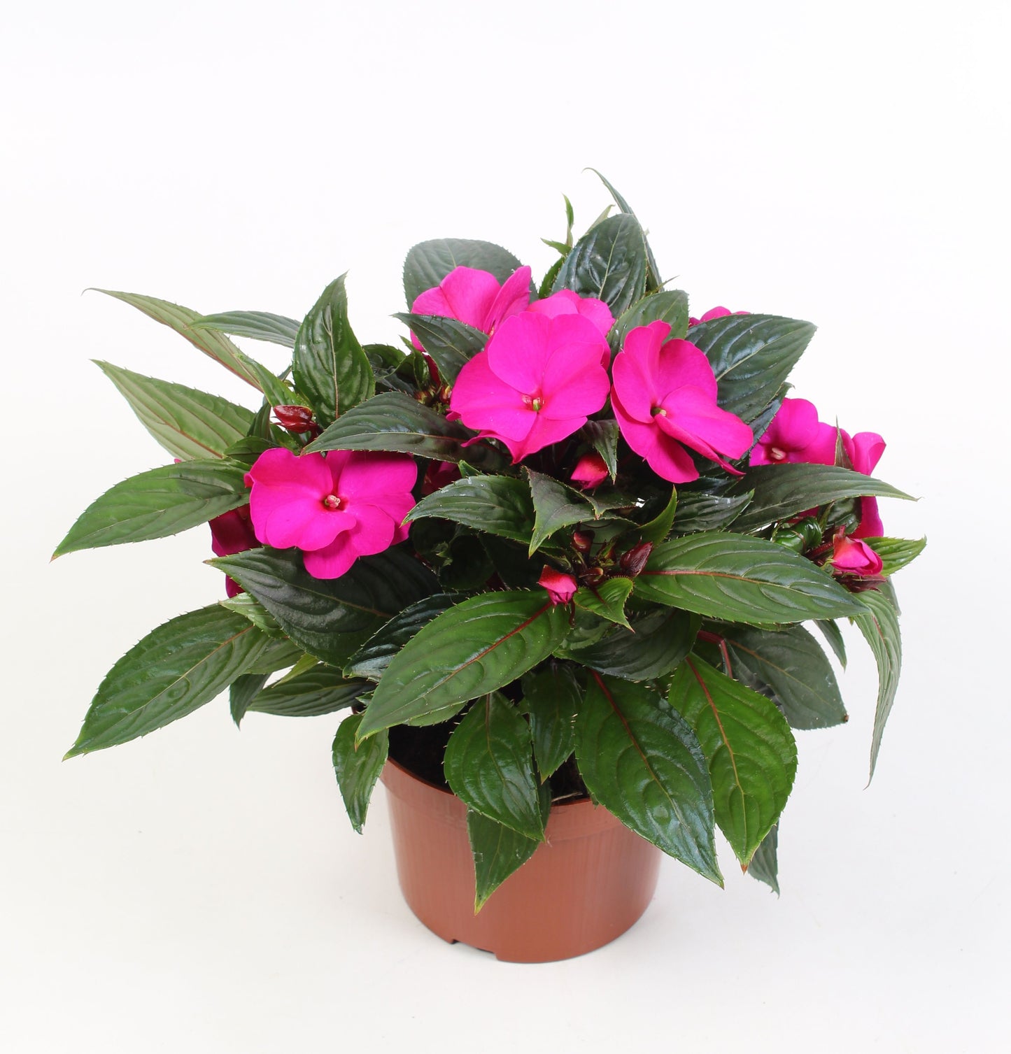 Impatiens ng. Celebration Purple 25cm 13cm Pot