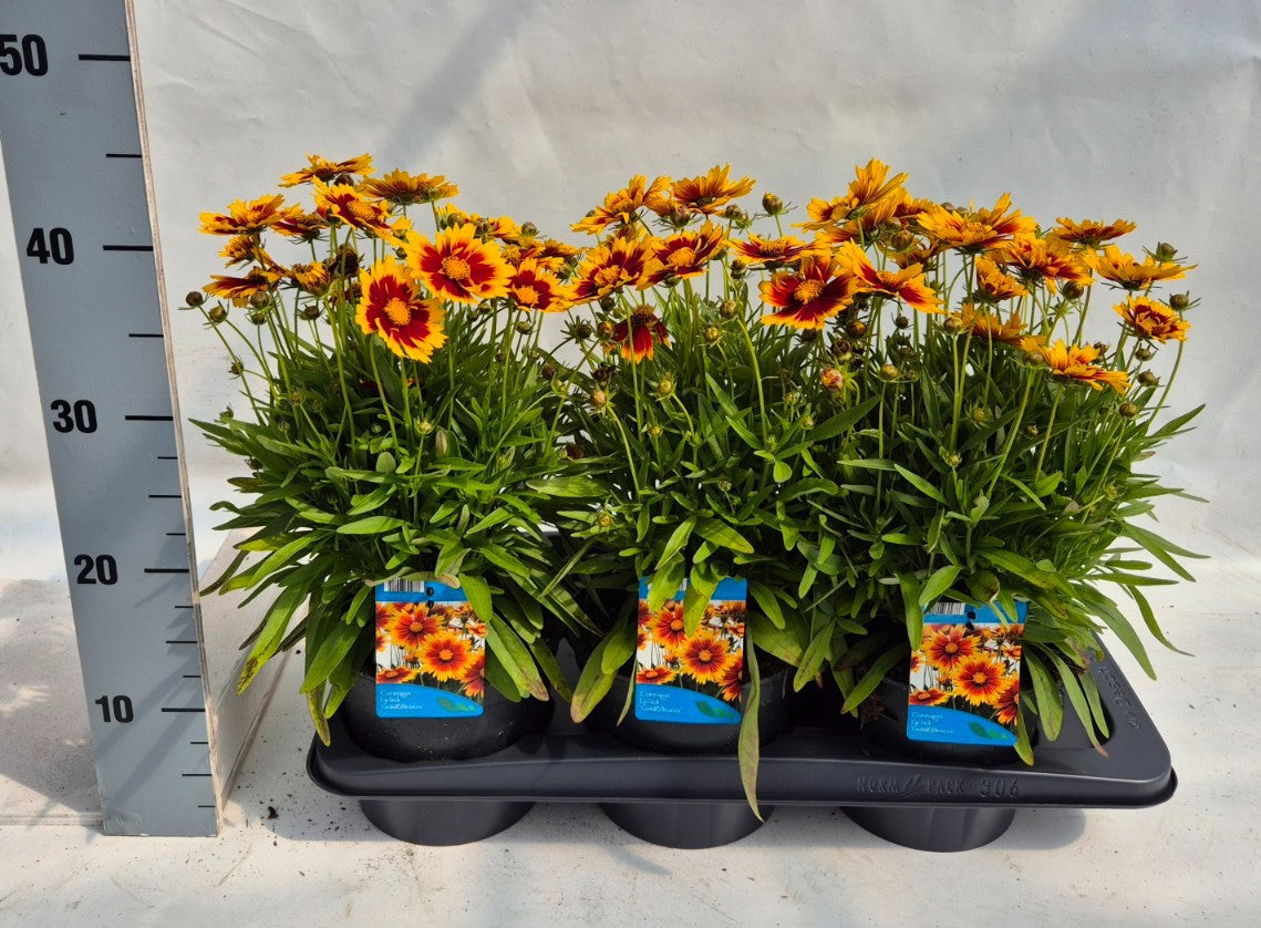 Coreopsis Upstick Gold + Bronze 25cm 17cm Pot