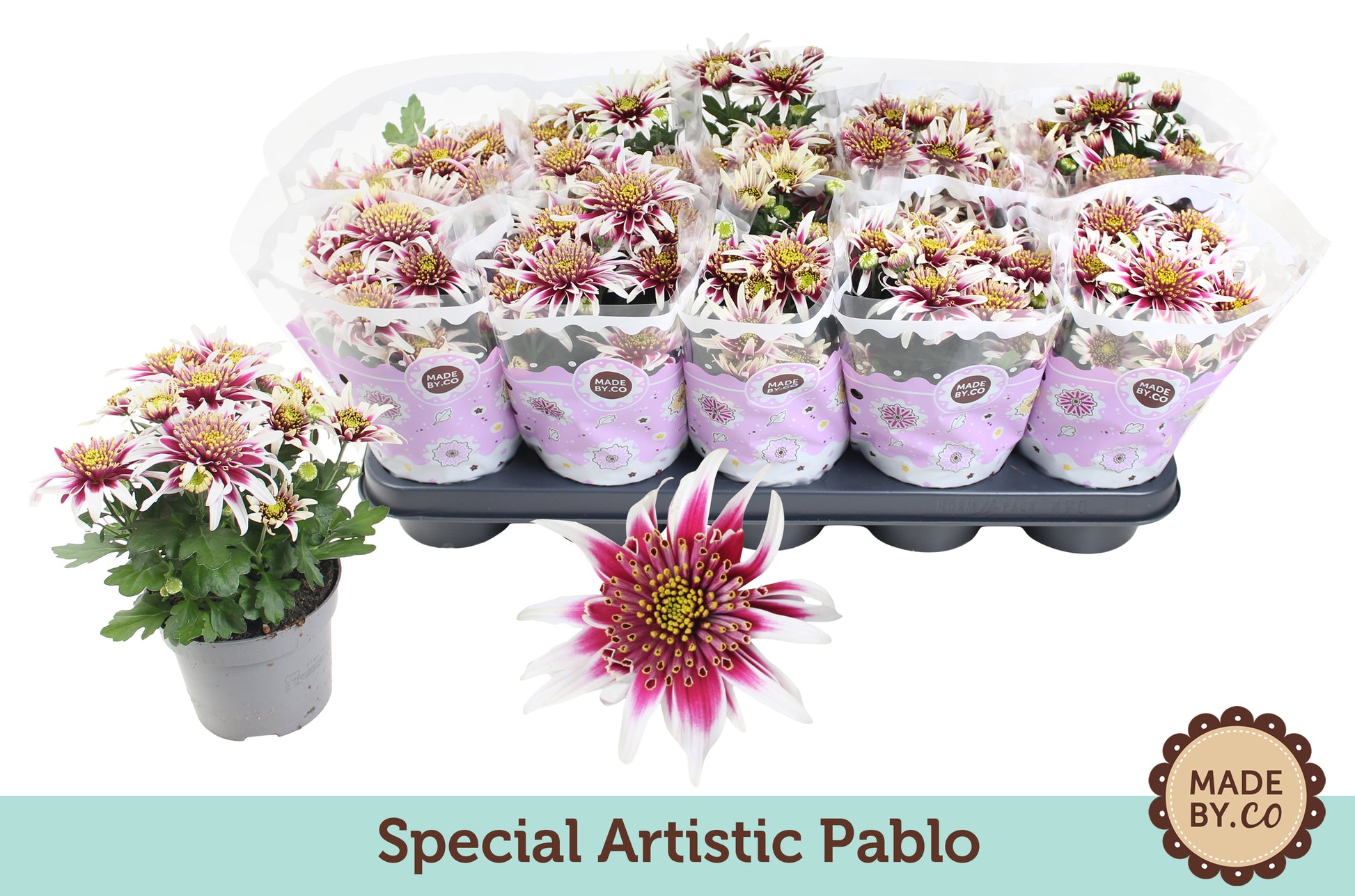 Chrysanthemum (Indicum Grp) Artistic Pablo 25cm 12cm Pot