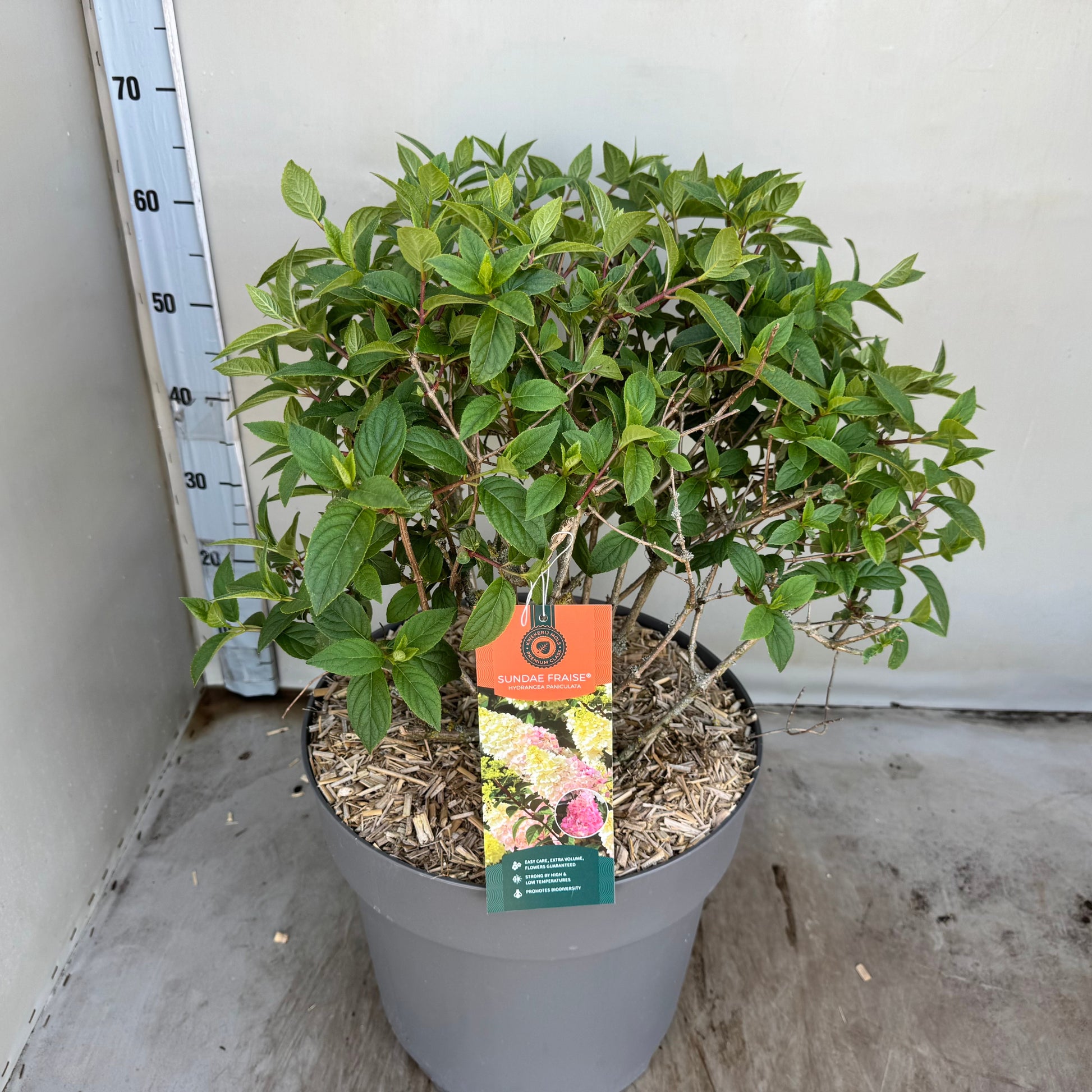 Hydrangea pan. Sundae Fraise 65cm 35cm Pot