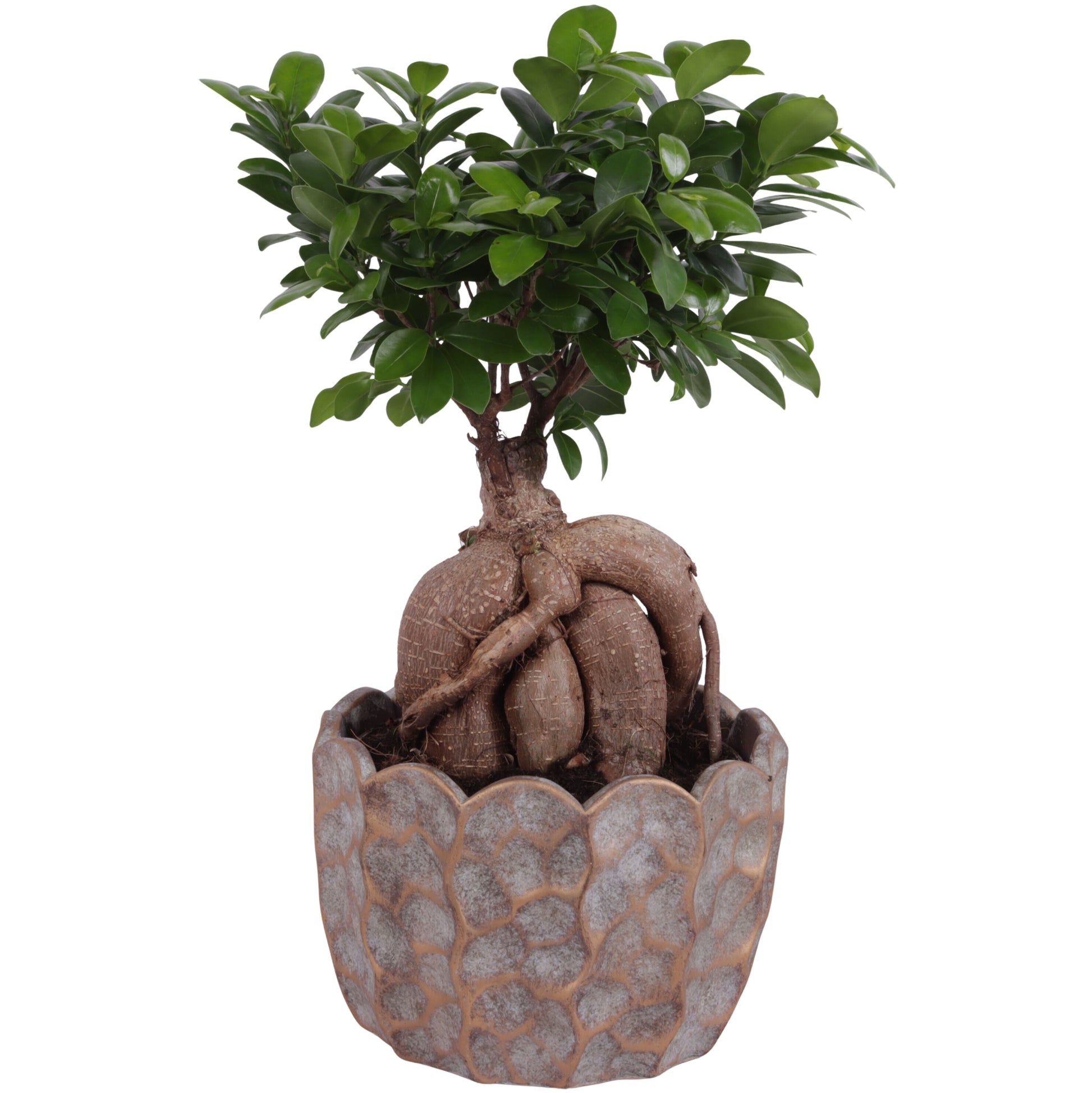 Ficus Ginseng 45cm 24cm Pot