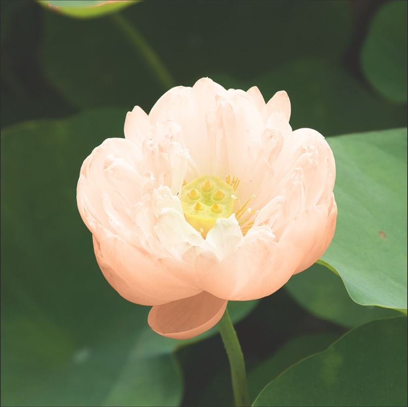 Nelumbo nucifera 25cm 18cm Pot
