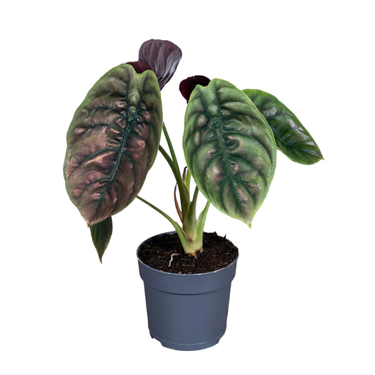 Alocasia Red Secret 35cm 14cm Pot