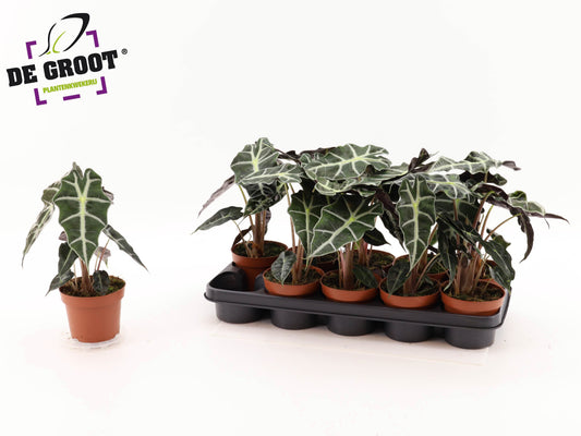Alocasia Polly 30cm 12cm Pot