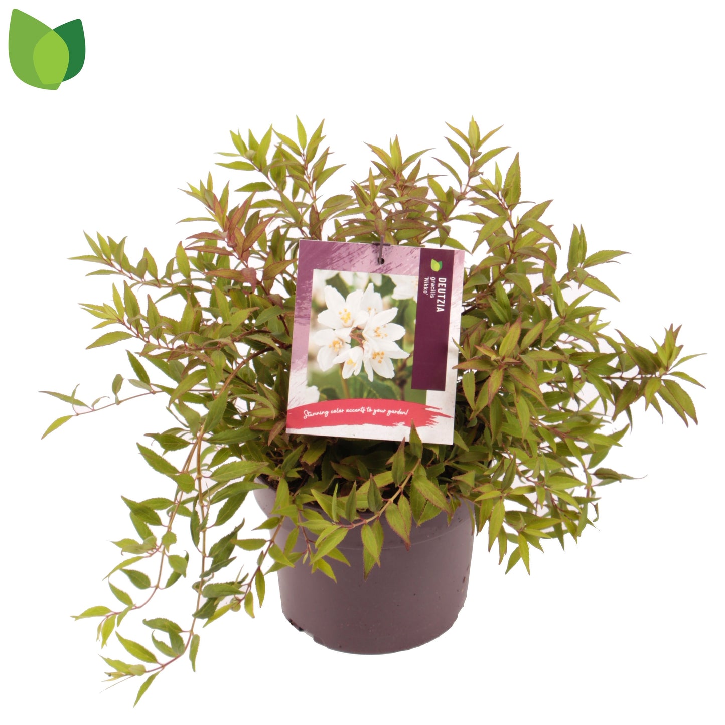 Deutzia grac. Nikko 45cm 19cm Pot