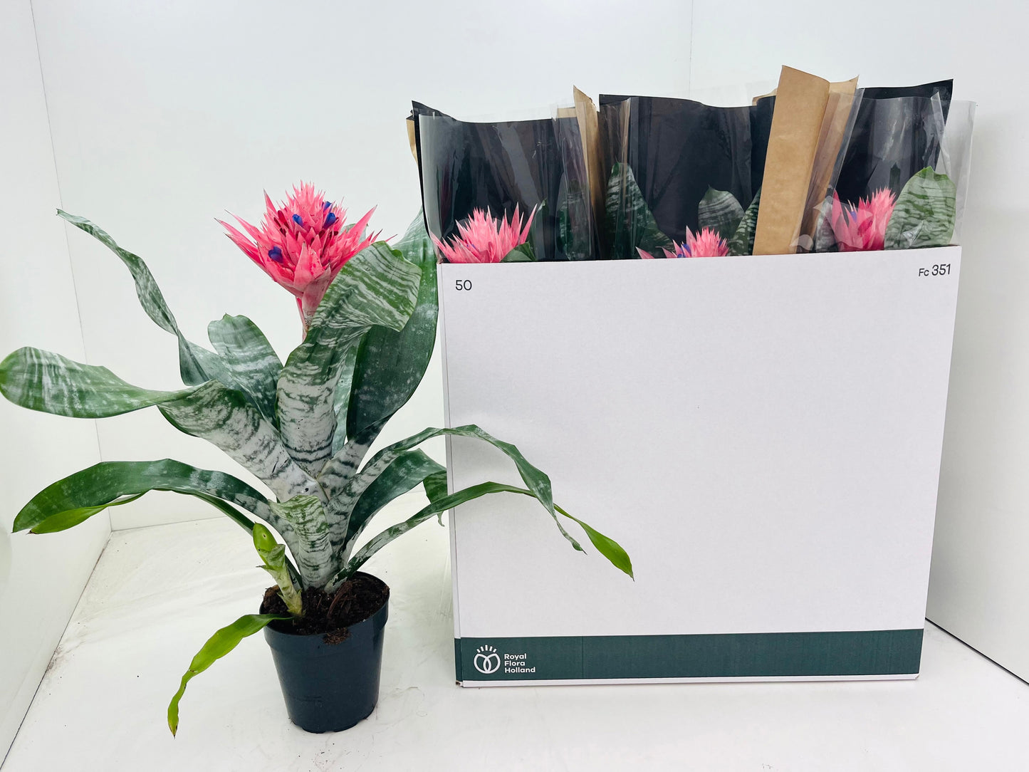 Aechmea Primera 50cm 60cm Pot