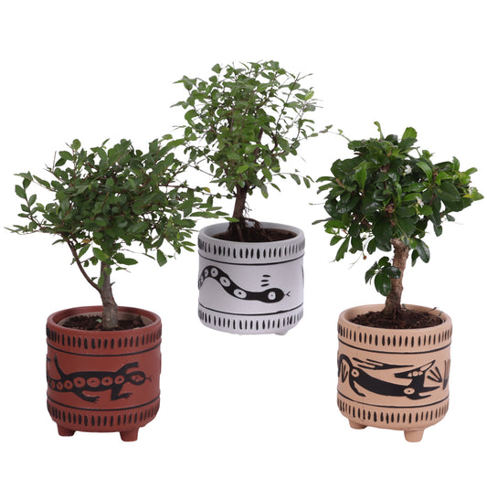Bonsai mix 25cm 10cm Pot
