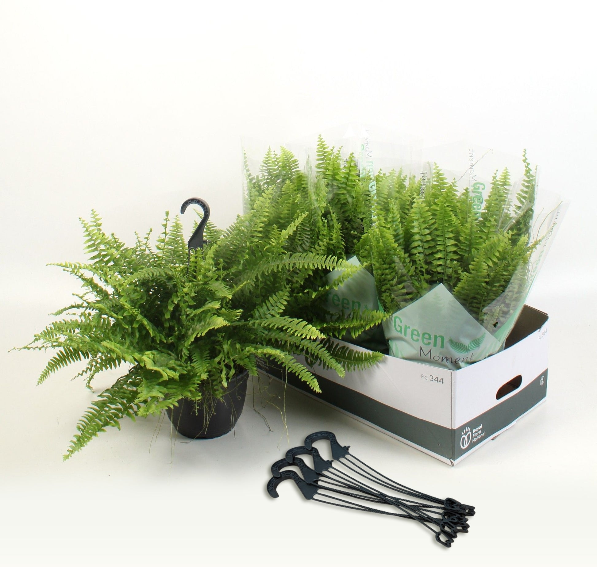 Nephrolepis Green Moment 60cm 19cm Pot