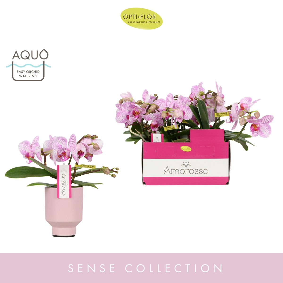 Phalaenopsis Merlini in pink Emilia ceramic 25cm 7cm Pot