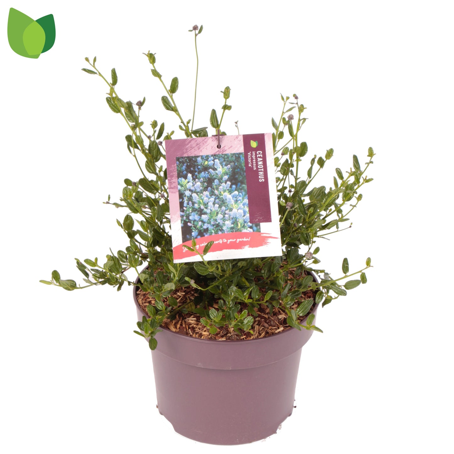 Ceanothus Victoria 60cm 23cm Pot