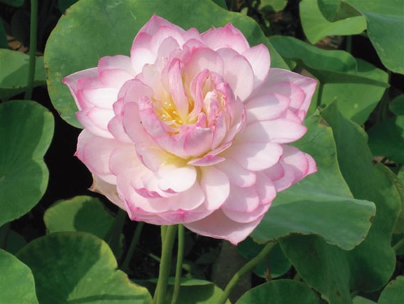 Nelumbo nucifera 30cm 18cm Pot