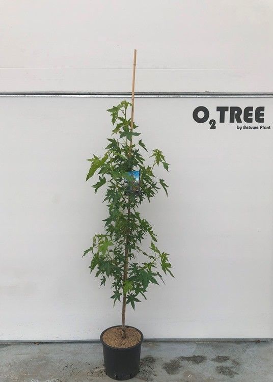 Liquidambar sty. Worplesdon 200cm 29cm Pot