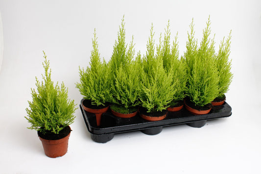 Cupressus Goldcrest Wilma 20cm 510cm Pot