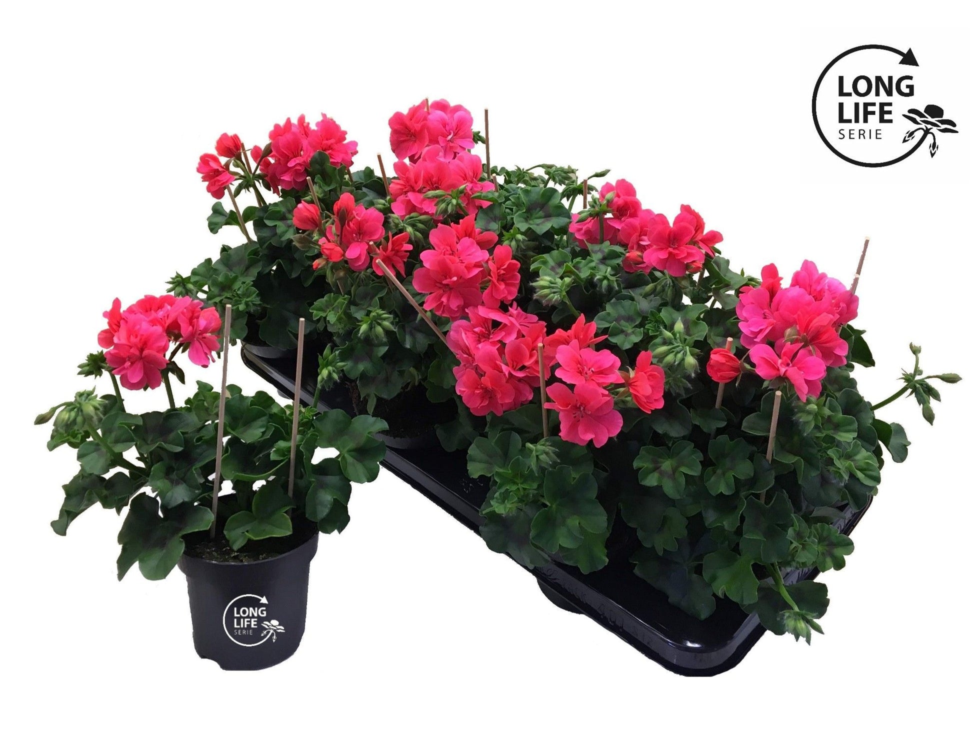 Pelargonium pelt. double pink 25cm 510cm Pot