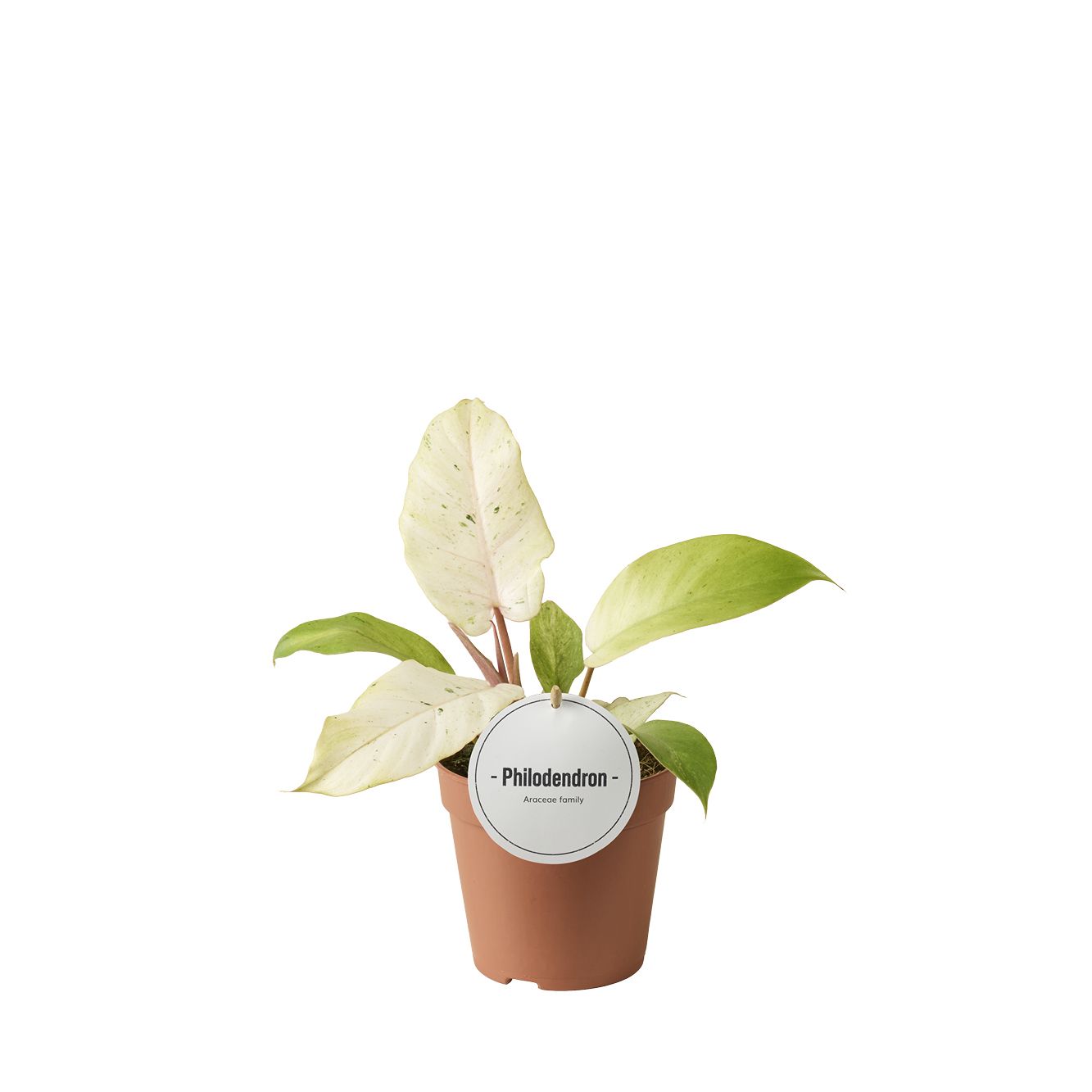 Philodendron Snowdrift 25cm 12cm Pot