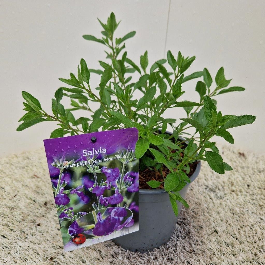 Salvia microphylla 30cm 17cm Pot