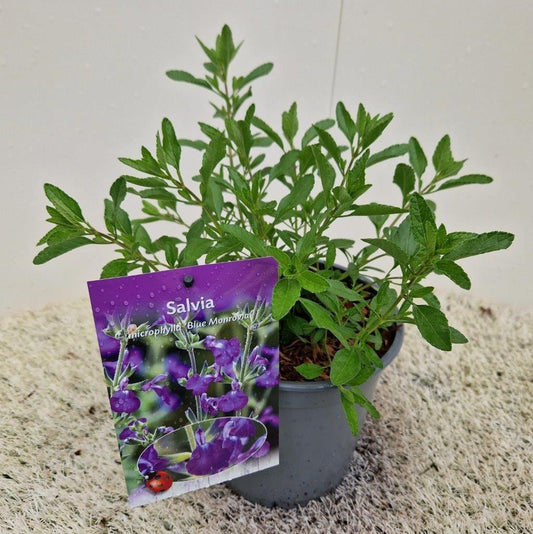 Salvia microphylla 30cm 17cm Pot