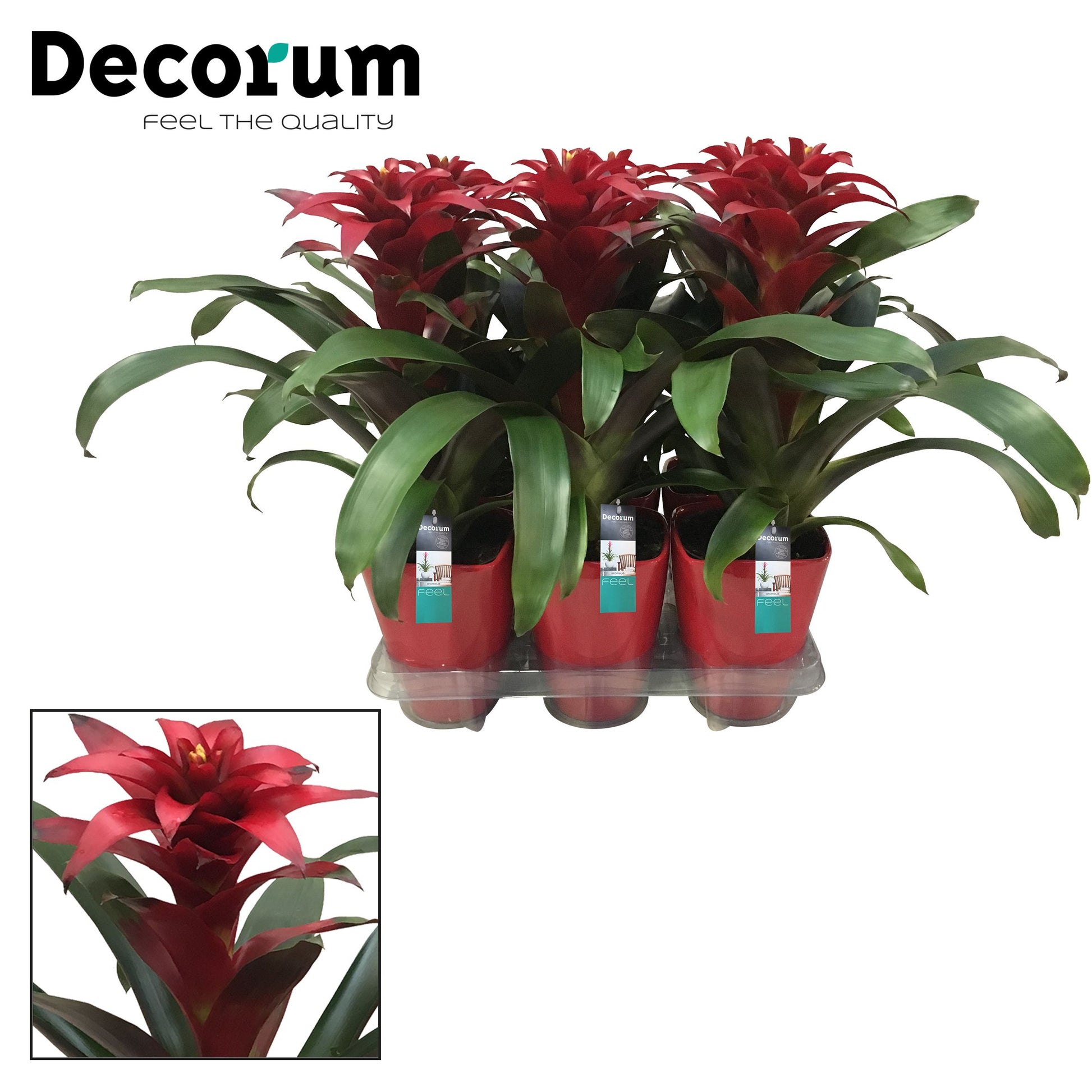 Guzmania Salinas (+ drp.ceramic) 45cm 14cm Pot