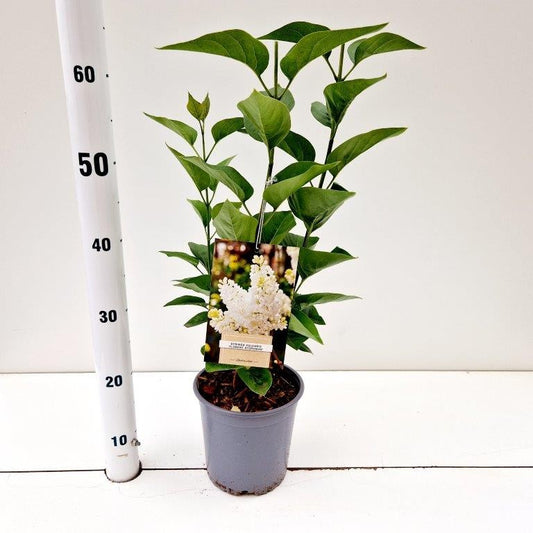 Syringa vul. Madame Florent Stepman 35cm 17cm Pot